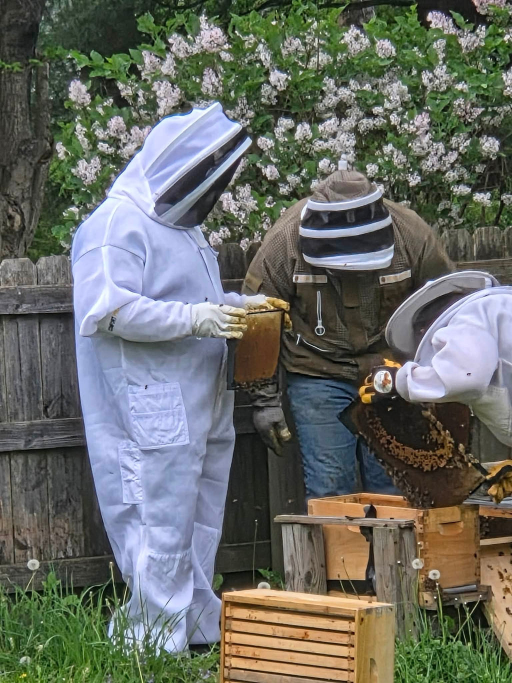 Barley Moon Botanicals therapeutic hive experience with people in protective beekeeping suits inspecting a beehive